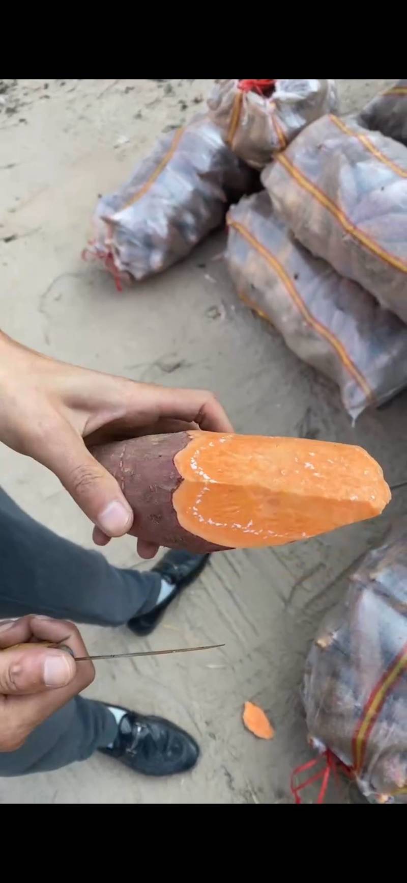 西瓜红红薯加工厂货产地直发可视频看货提供找车服务