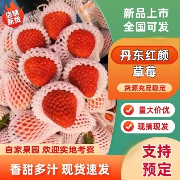 丹东九九牛奶草莓地标甄选每一个果子来自北纬41度果子