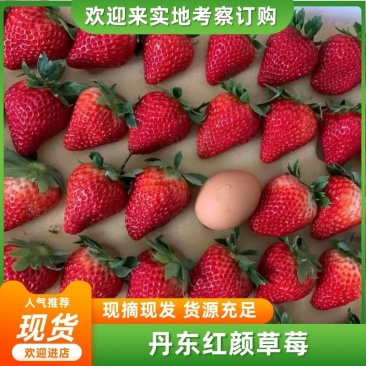 丹东99草莓，个大味甜果红，来自北纬41果子