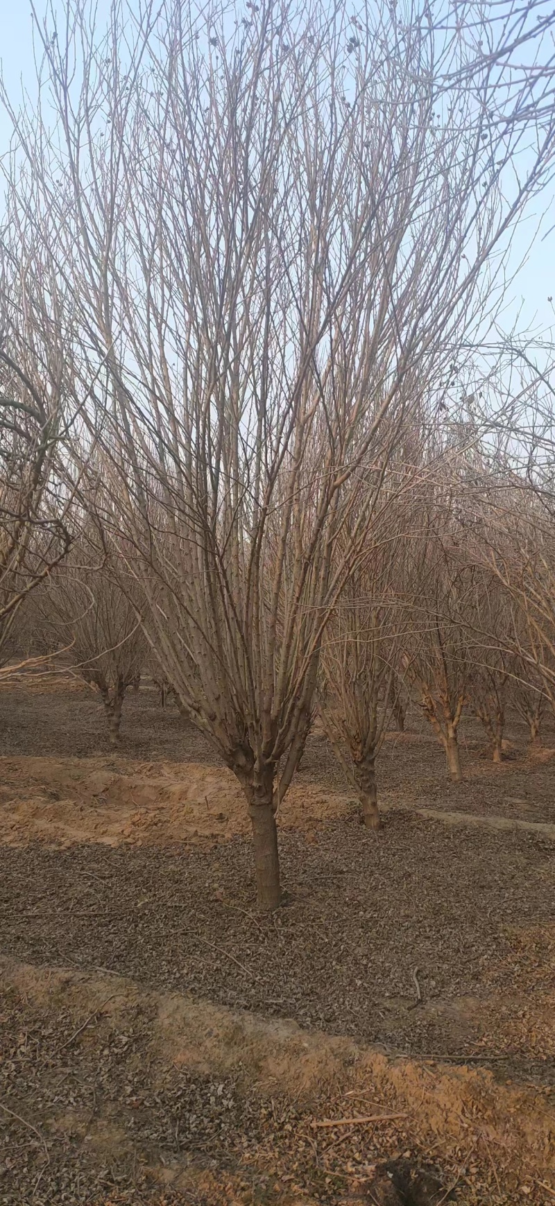 出售丛生木槿绿化树3到15公分基地批发小区公园景区种植
