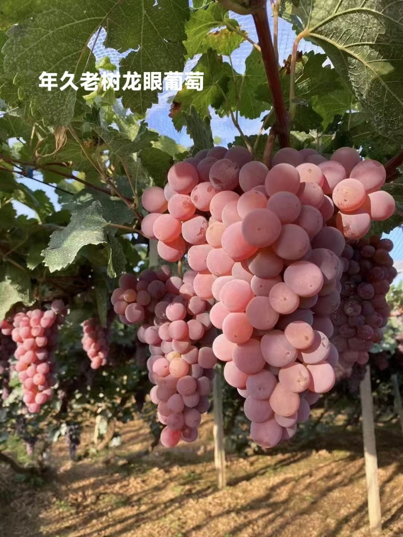 【产地直发】河北龙眼葡萄保质保量现摘现发对接全国