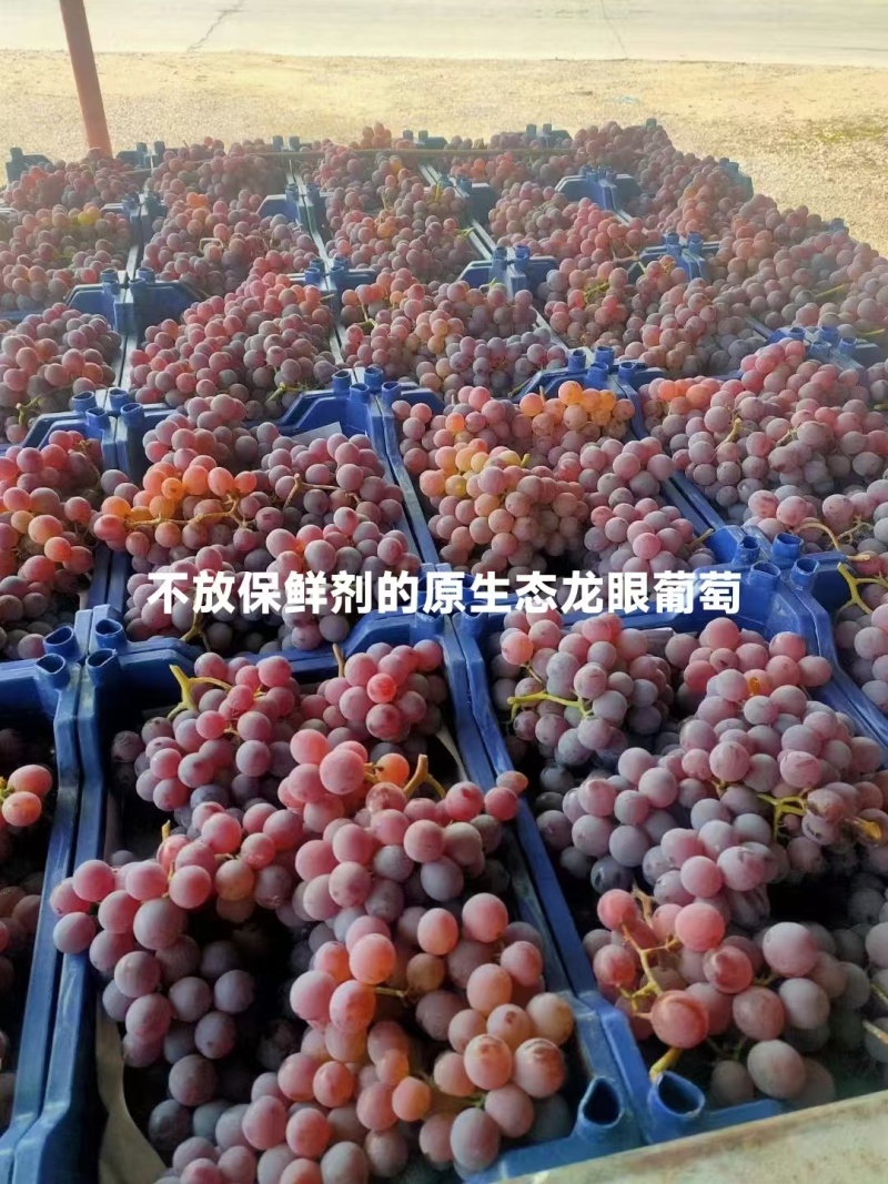 【产地直发】河北龙眼葡萄保质保量现摘现发对接全国