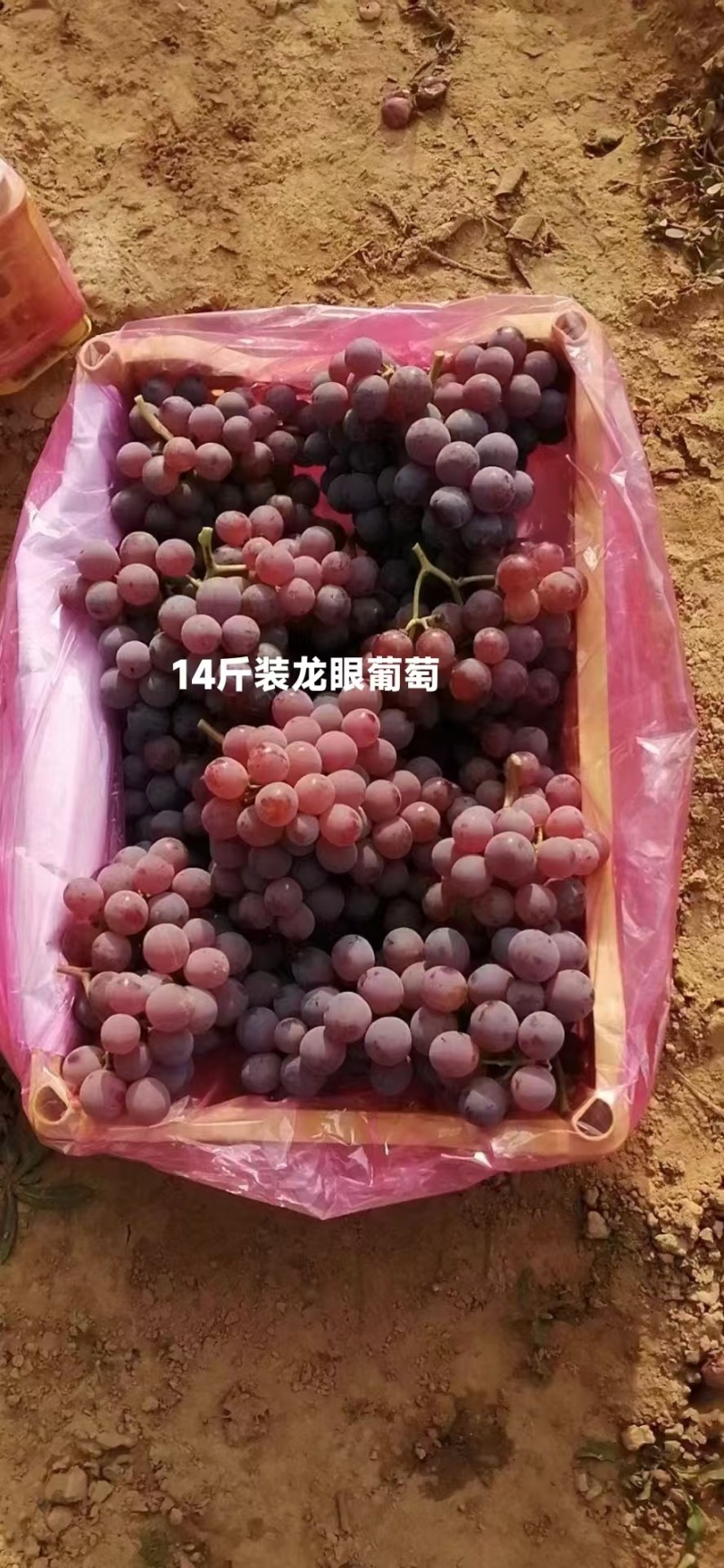 【产地直发】河北龙眼葡萄保质保量现摘现发对接全国