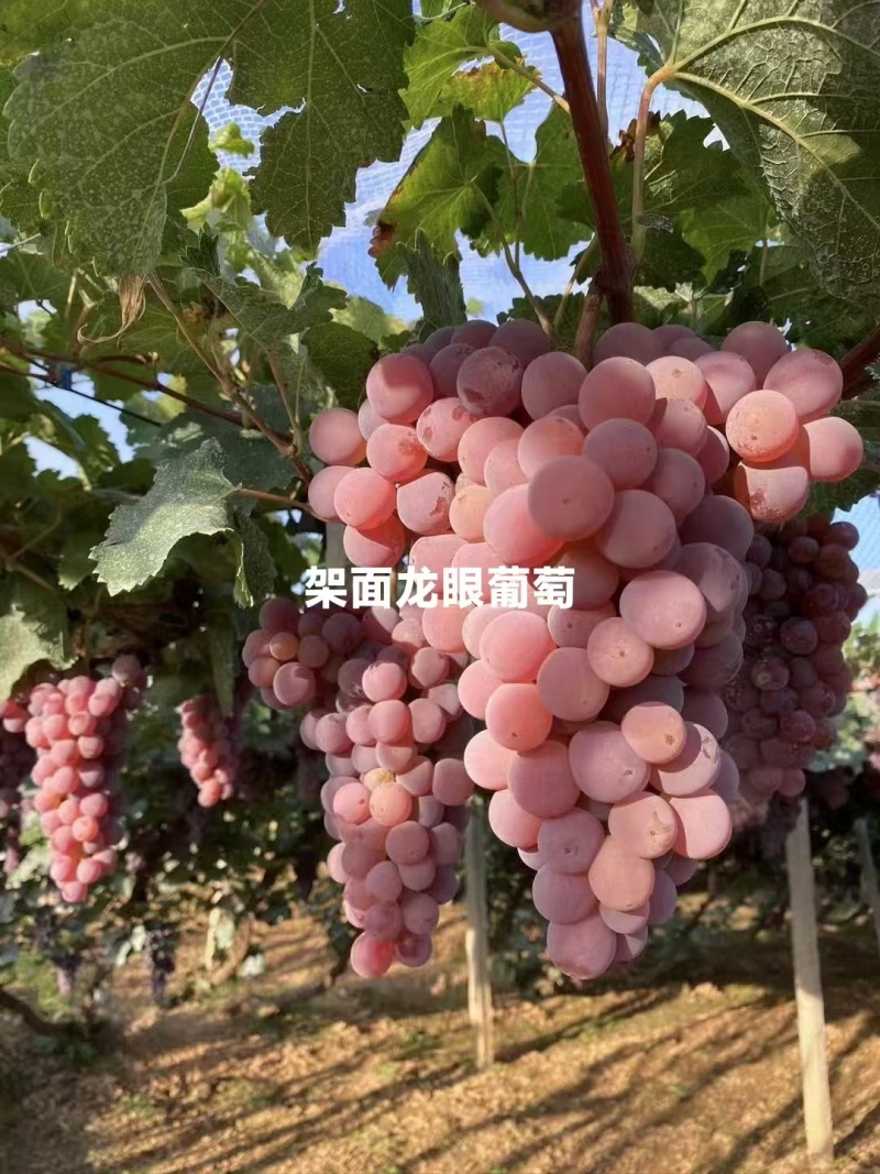 【产地直发】河北龙眼葡萄保质保量现摘现发对接全国