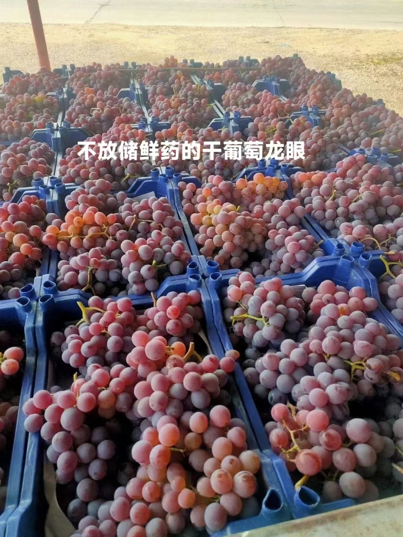 【产地直发】河北龙眼葡萄保质保量现摘现发对接全国