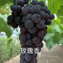 【热销】河北正宗玫瑰香葡萄量大从优保质保量现摘现发对