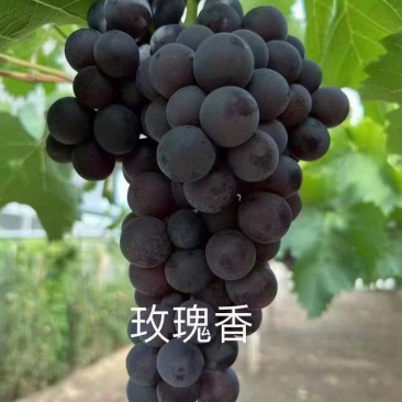 【热销】河北正宗玫瑰香葡萄量大从优保质保量现摘现发对