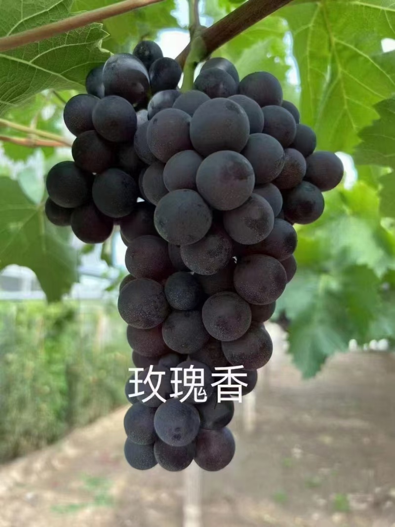 【热销】河北正宗玫瑰香葡萄量大从优保质保量现摘现发对