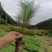 油松小苗/保湿保质/一手货源/产地直发/欢迎老板致电