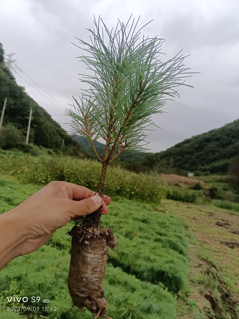 油松小苗/保湿保质/一手货源/产地直发/欢迎老板致电