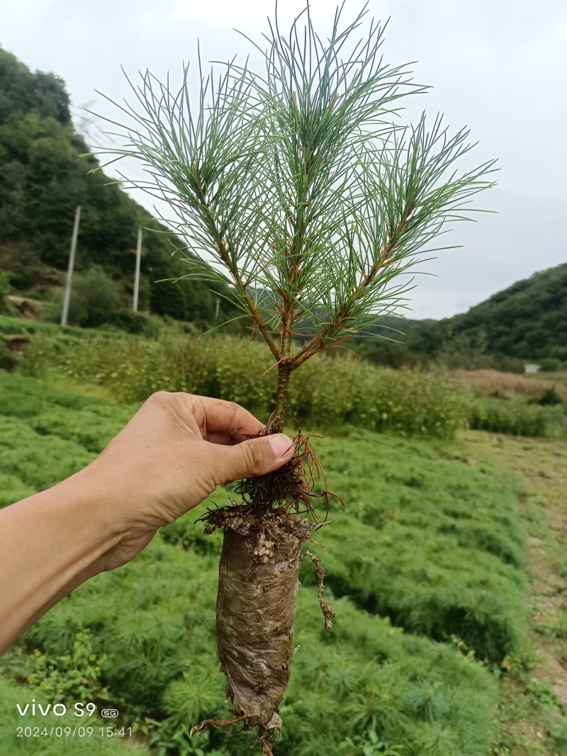油松小苗/保湿保质/一手货源/产地直发/欢迎老板致电
