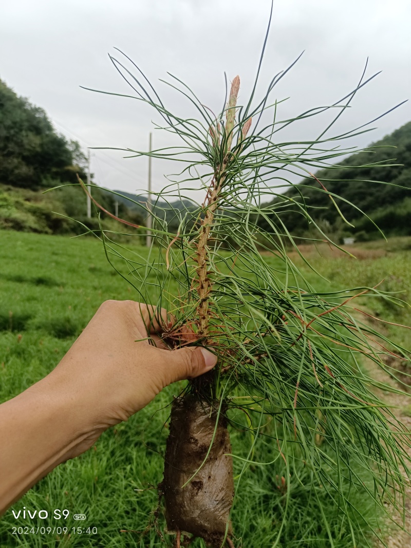 油松小苗/保湿保质/一手货源/产地直发/欢迎老板致电