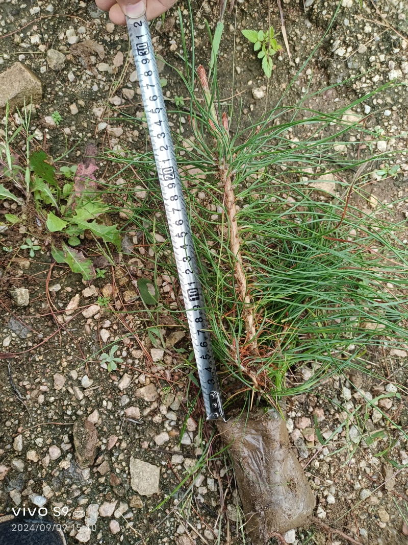 油松小苗/保湿保质/一手货源/产地直发/欢迎老板致电