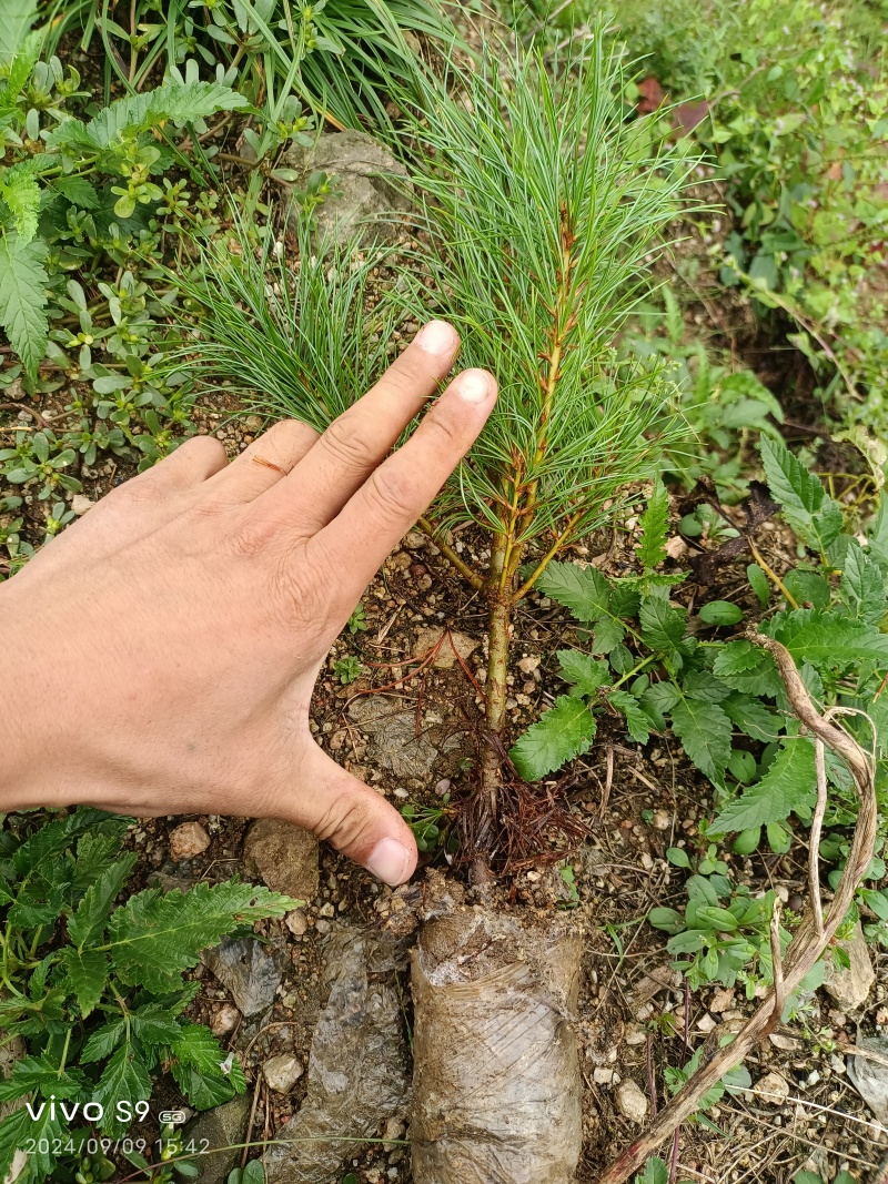 油松小苗/保湿保质/一手货源/产地直发/欢迎老板致电