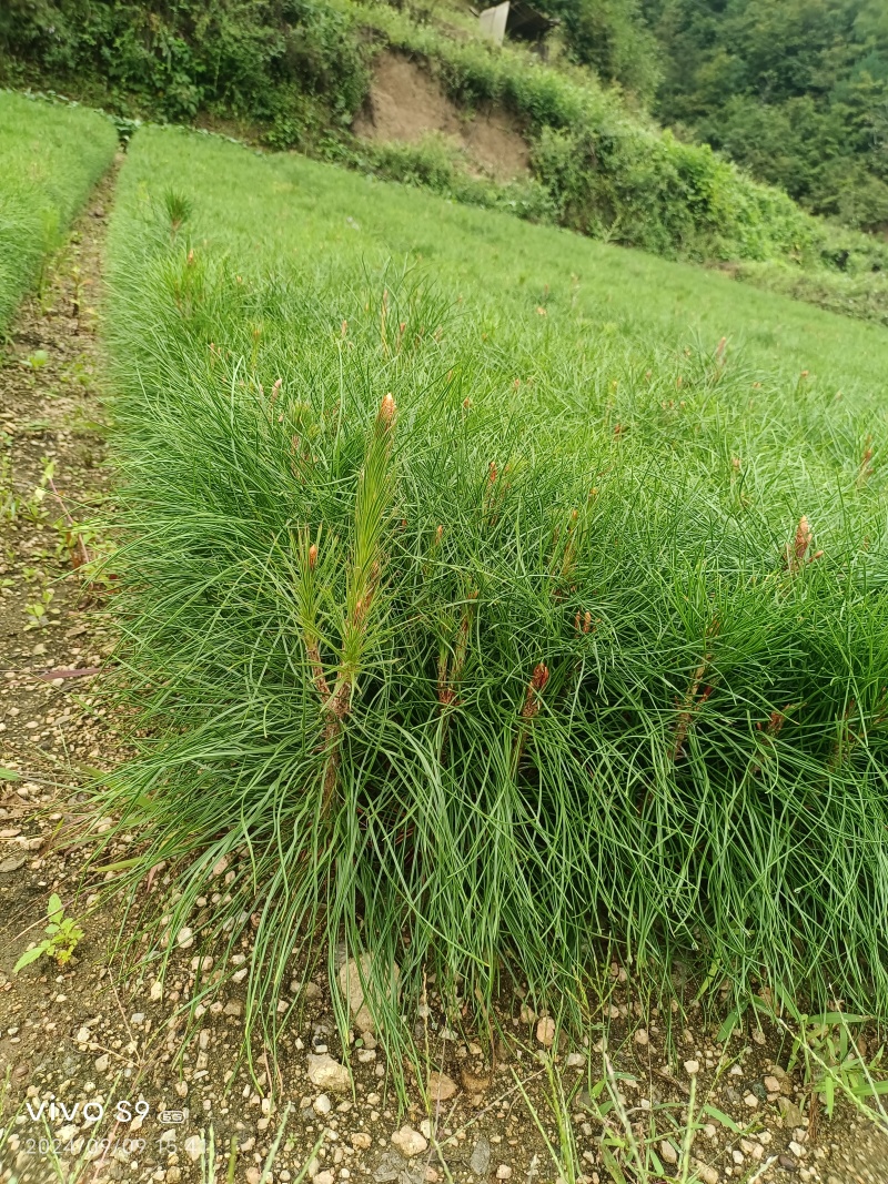 油松小苗/保湿保质/一手货源/产地直发/欢迎老板致电
