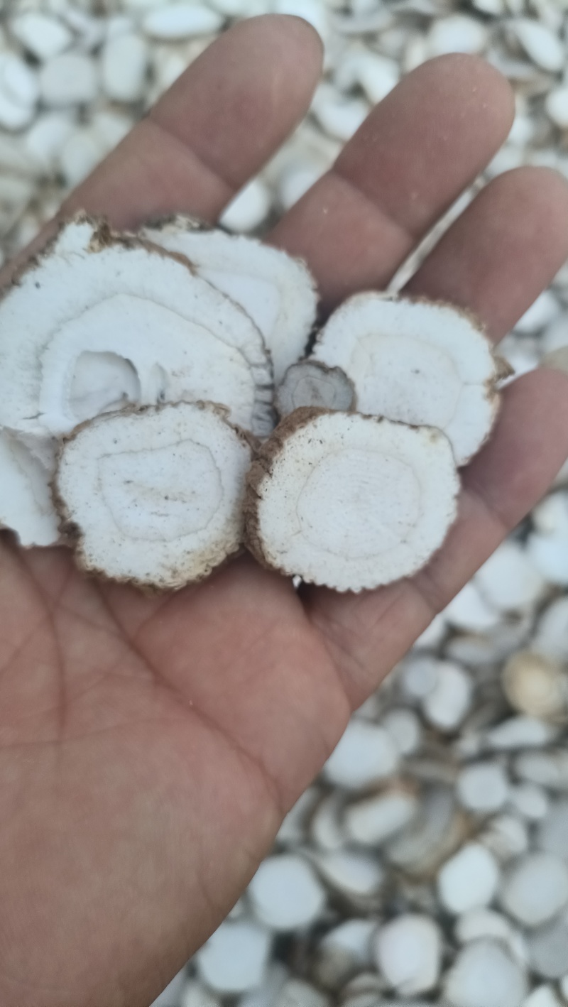 白芷精品