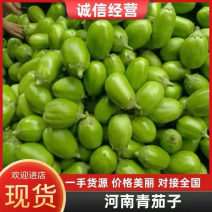 精品青茄内黄茄子货源充足量大从优可视频挑选