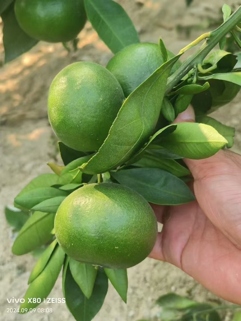 青叶蜜桔