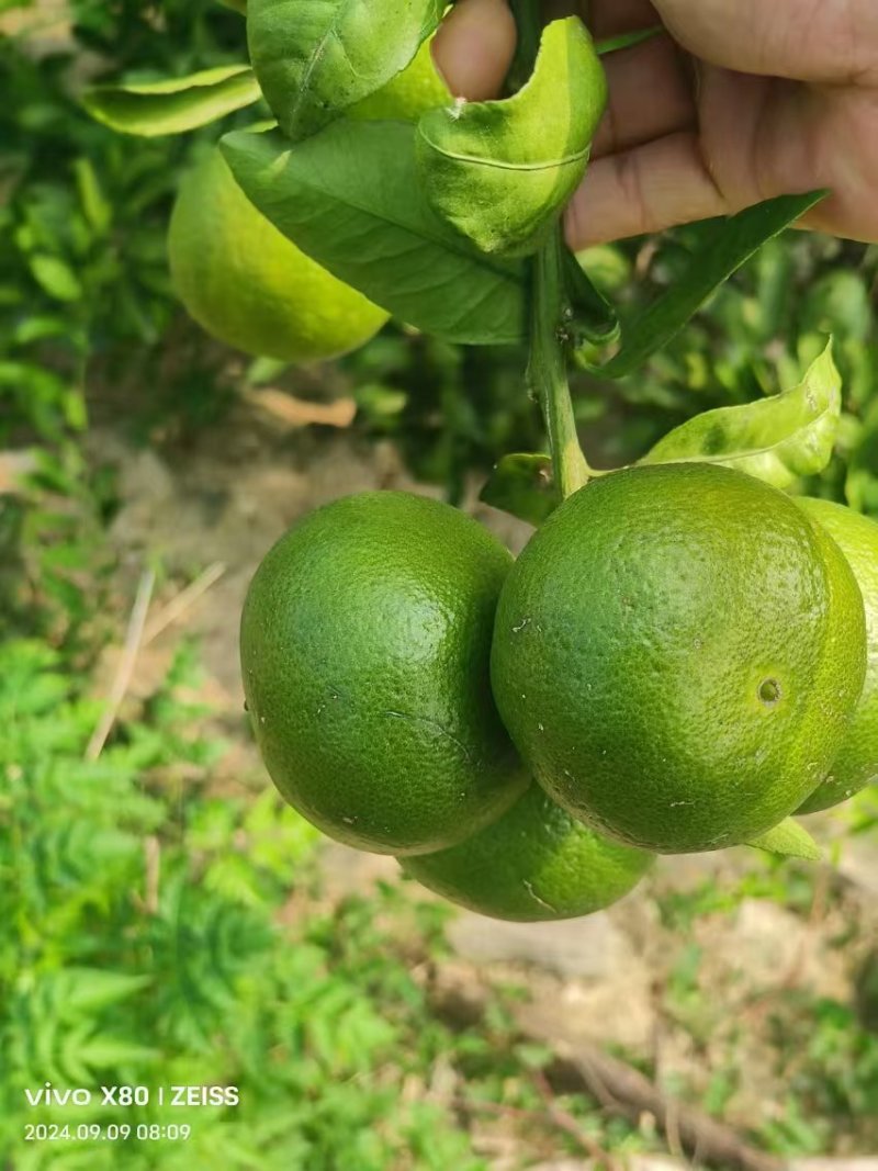 青叶蜜桔