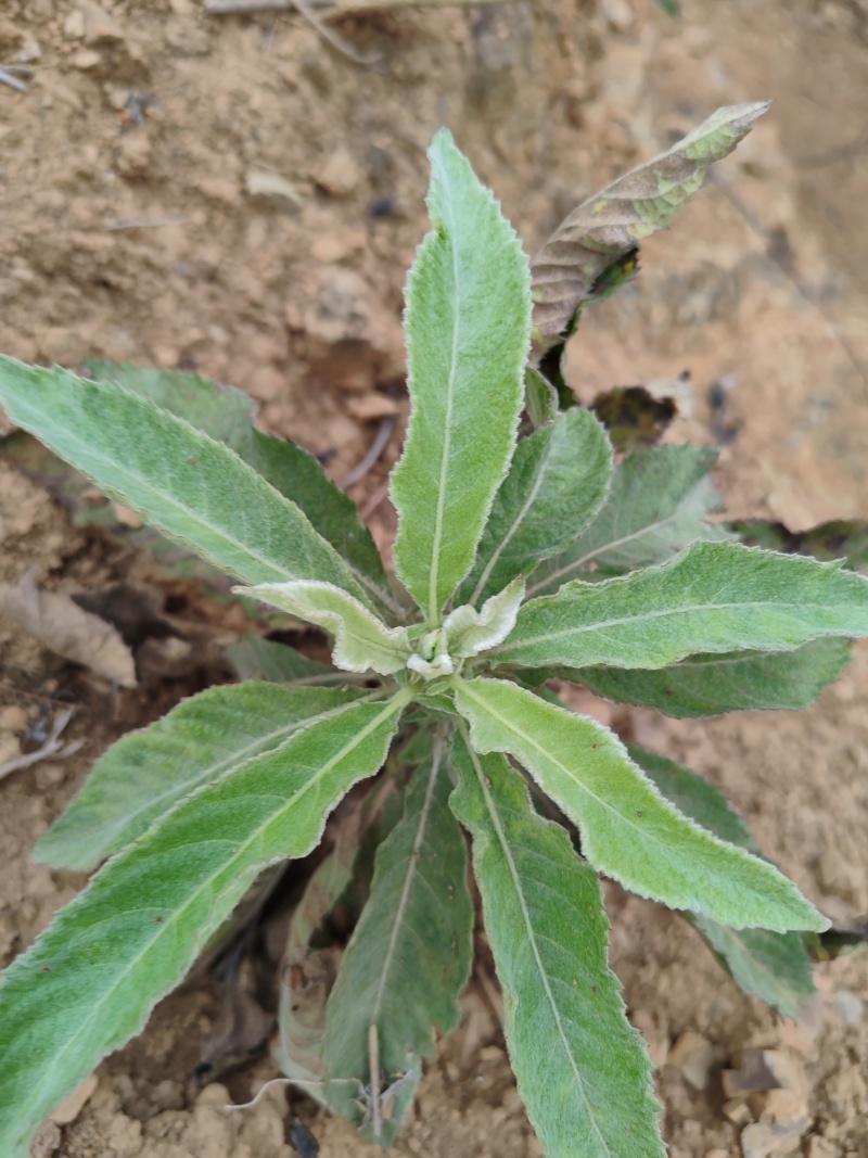 马耳艾纳香苗出粉率高好种植