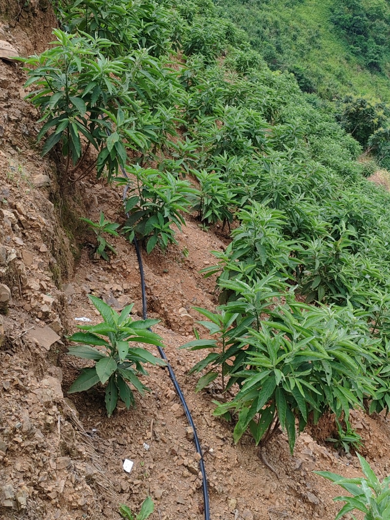 马耳艾纳香苗出粉率高好种植