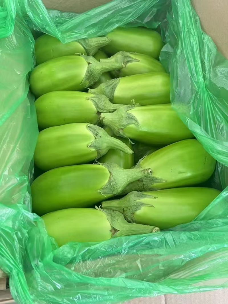 青茄产地直发，大量供应，可视频看货，质量保证