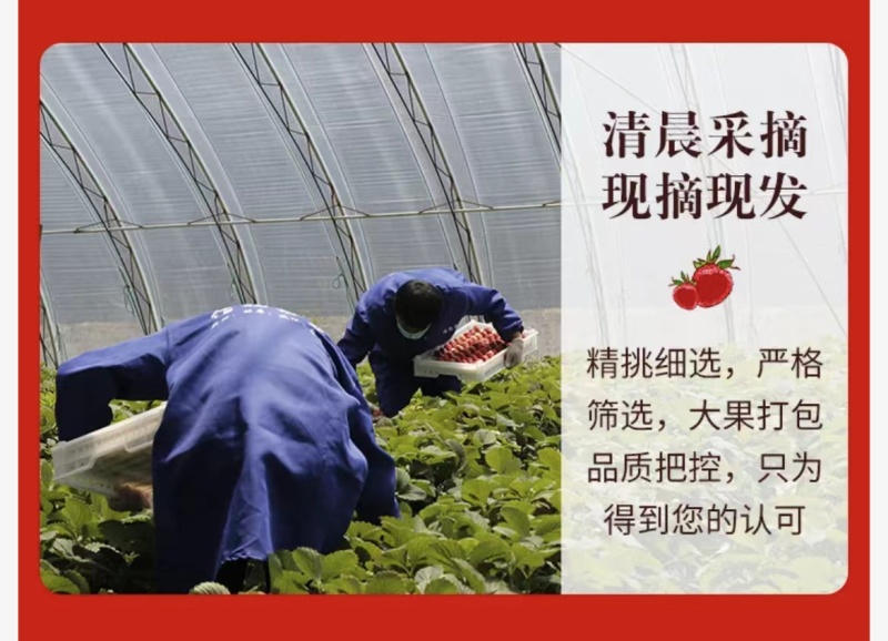 2024年秋冬季丹东红颜九九草莓上市一件代发！电商团队！