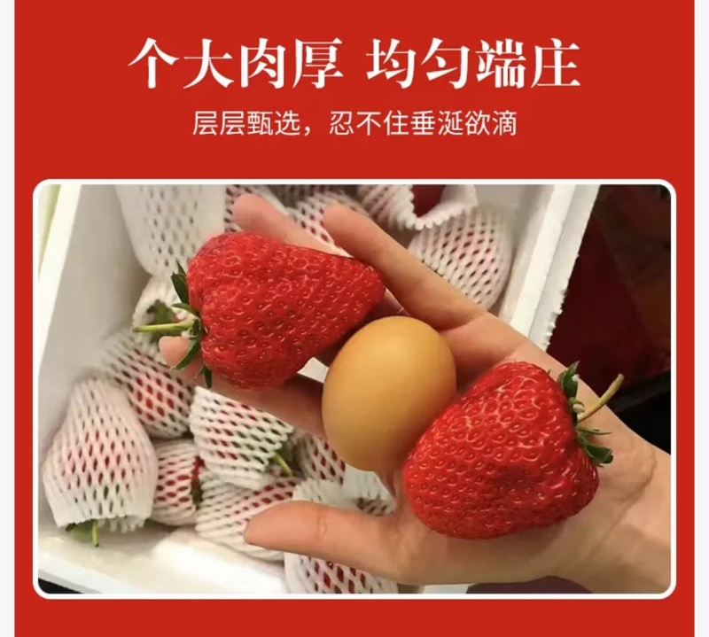2024年秋冬季丹东红颜九九草莓上市一件代发！电商团队！