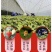 2024年秋冬季丹东红颜九九草莓上市一件代发！电商团队！