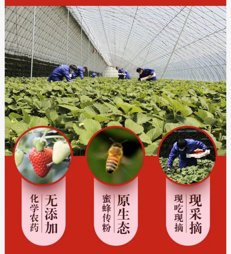 2024年秋冬季丹东红颜九九草莓上市一件代发！电商团队！