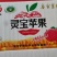 高原花牛，红星，红将军，富士，中秋王，即将上市，