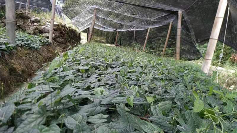 金果榄苗，基地直供，货源稳定，货源保证，可视频看货