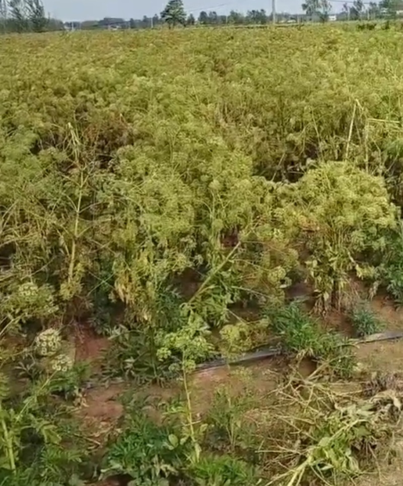 纯新二年白芷种子