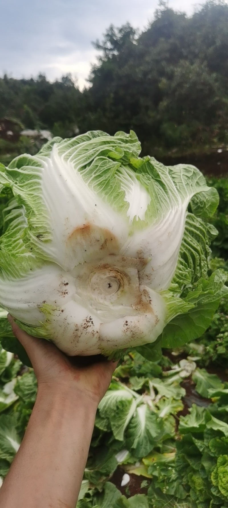 精品黄心大白菜***********