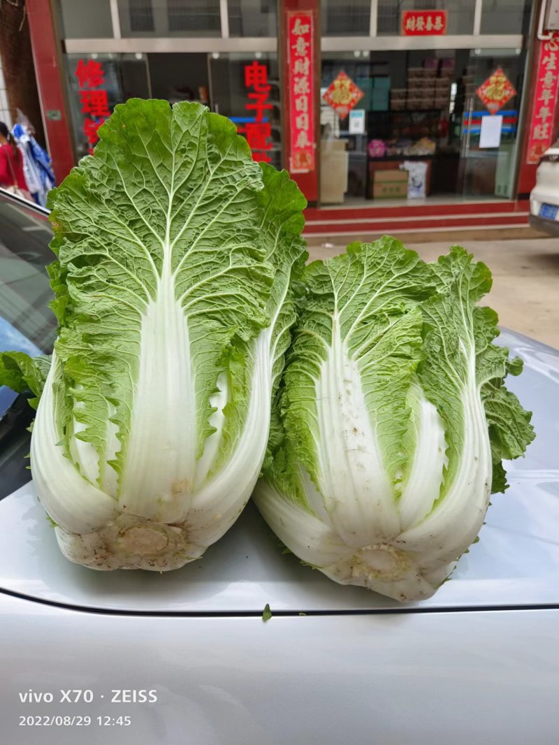 精品黄心大白菜***********