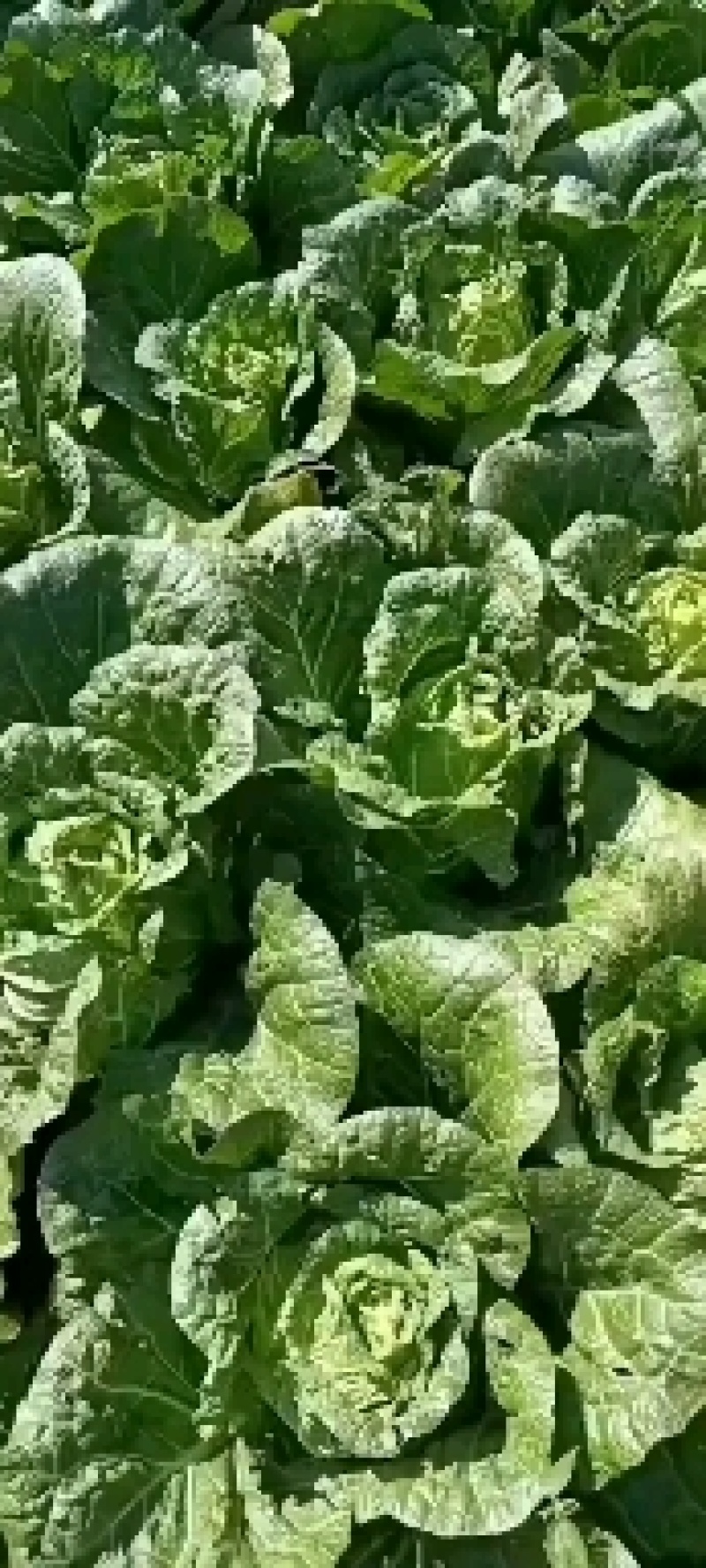 精品黄心大白菜***********