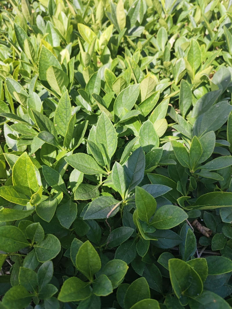辽宁白鲜皮基地直供，一手货源，诚信经营，欢迎来电洽谈合作