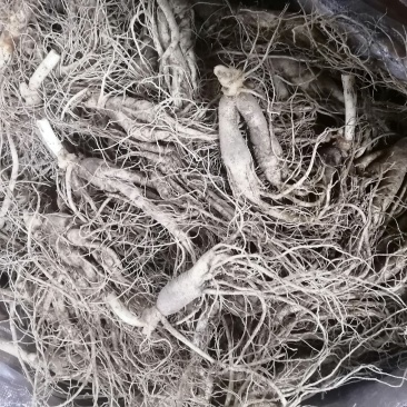 长白山大中小各种规格的鲜参，支持线上保障交易