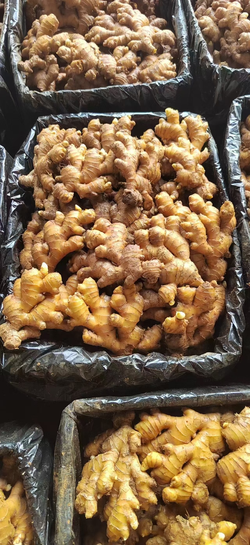 《中药厂/电商直供》云南红土小黄姜/全国代发，坏烂包赔