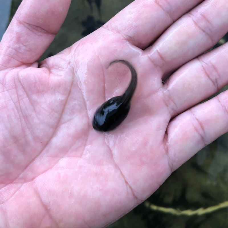 牛蛙苗水花牙签苗蝌蚪四脚幼蛙基地直销包活提供技术