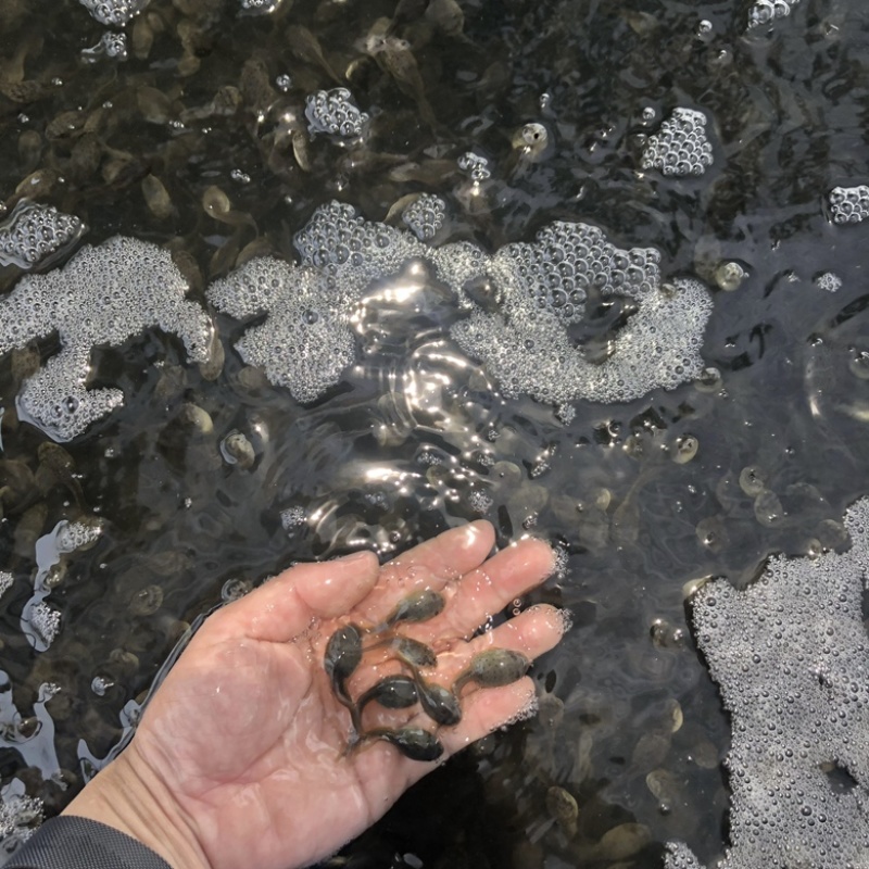 牛蛙苗水花牙签苗蝌蚪四脚幼蛙基地直销包活提供技术