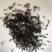 牛蛙苗水花牙签苗蝌蚪四脚幼蛙基地直销包活提供技术