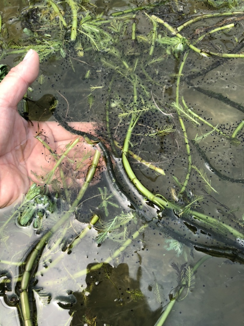 牛蛙苗水花牙签苗蝌蚪四脚幼蛙基地直销包活提供技术
