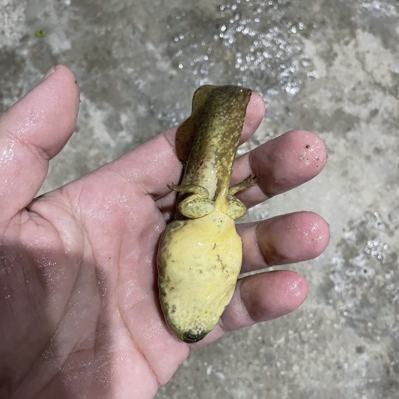 牛蛙苗水花牙签苗蝌蚪四脚幼蛙基地直销包活提供技术