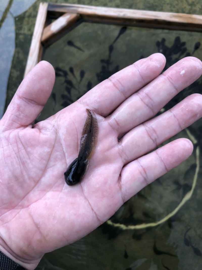 牛蛙苗水花牙签苗蝌蚪四脚幼蛙基地直销包活提供技术