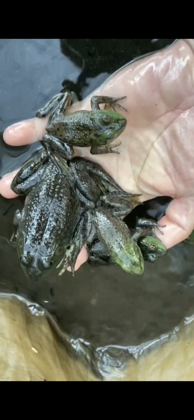 牛蛙苗小四脚幼蛙种苗断尾巴直发包活量大小均可发