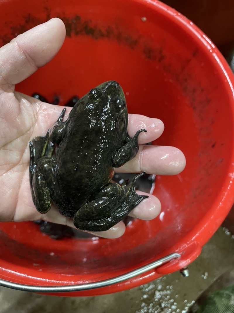 牛蛙苗小四脚幼蛙种苗断尾巴直发包活量大小均可发