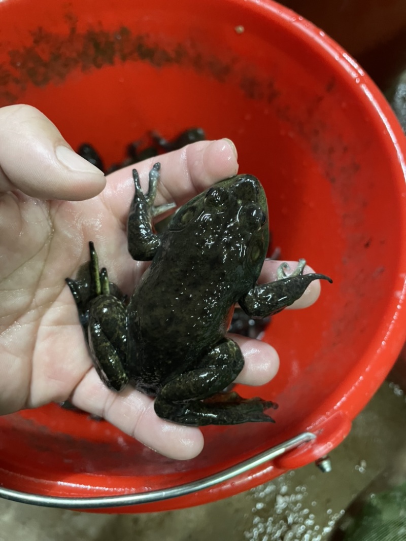 牛蛙苗小四脚幼蛙种苗断尾巴直发包活量大小均可发