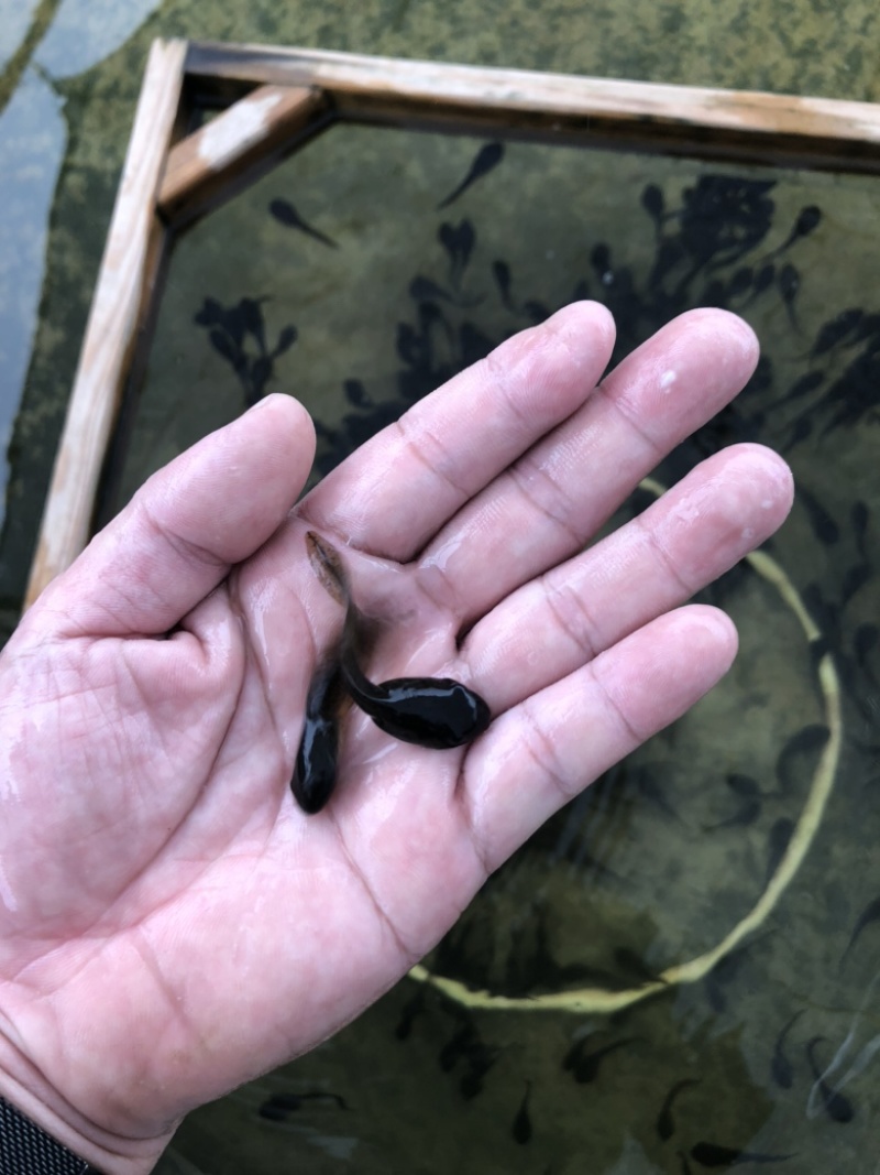 牛蛙苗种苗水花苗牙签苗小四脚量大小均可发