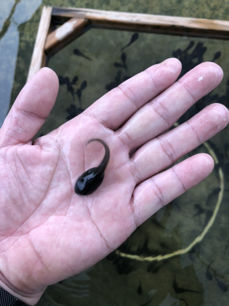 牛蛙苗种苗水花苗牙签苗小四脚量大小均可发